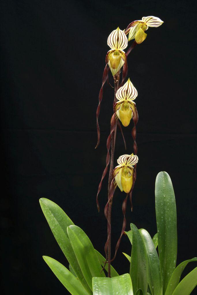 Paphiopedilum philippinense var. roebelenii - photo 2