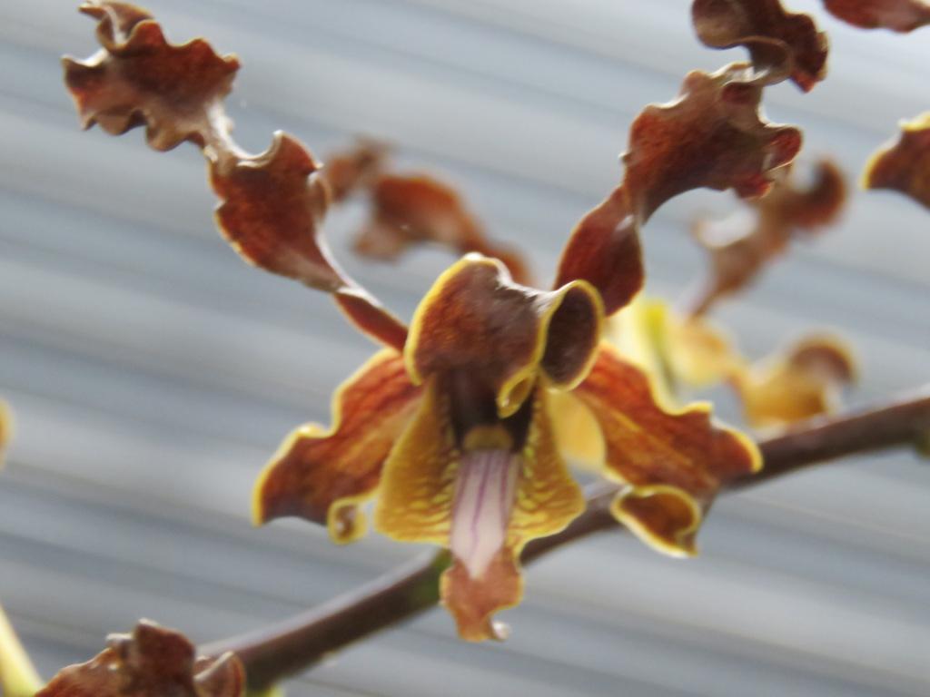 Dendrobium discolor