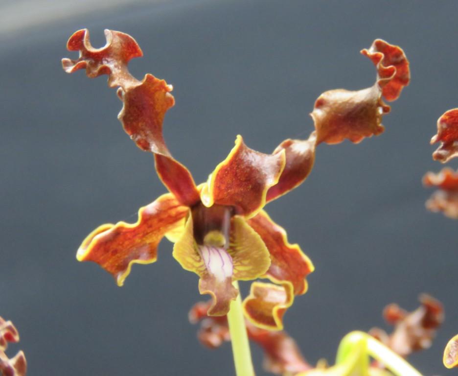 Dendrobium discolor subsp. discolor - photo 2