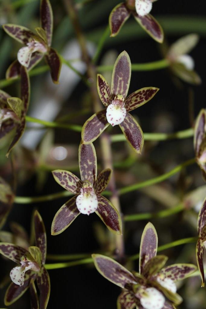 Cymbidium canaliculatum