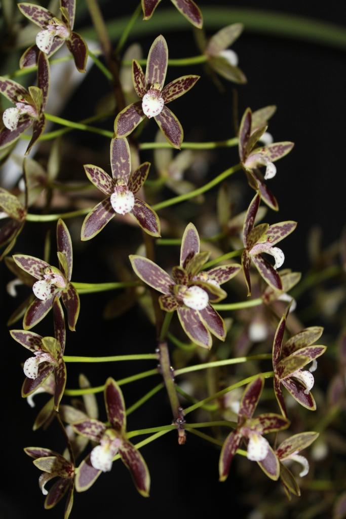 Cymbidium canaliculatum - photo 2