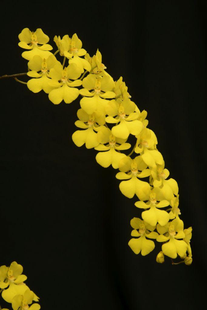 Zelenkoa onusta - photo 2