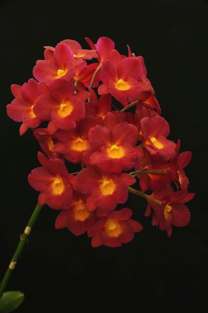 Cattlianthe Why Not - photo 2