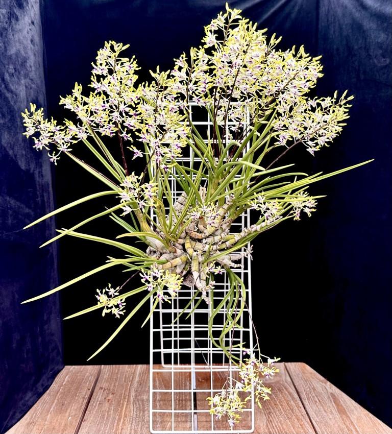 Dendrobium canaliculatum