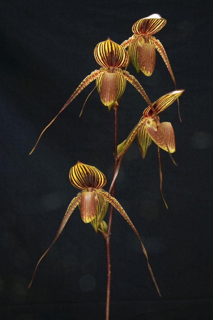 Paph Johanna Burkhardt