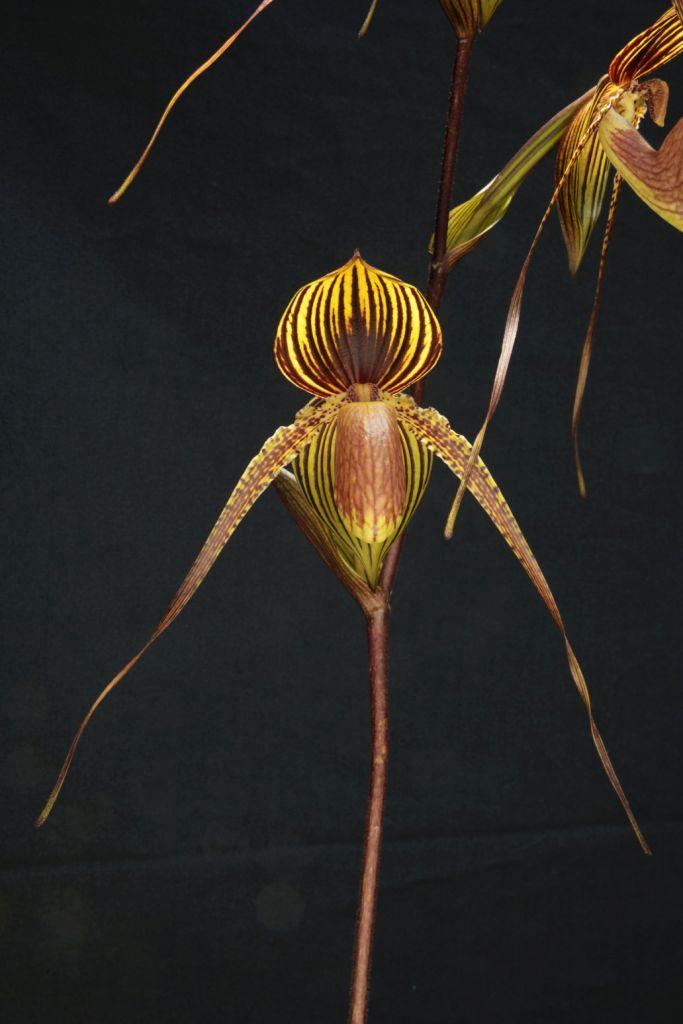 Paphiopedilum Johanna Burkhardt - photo 2