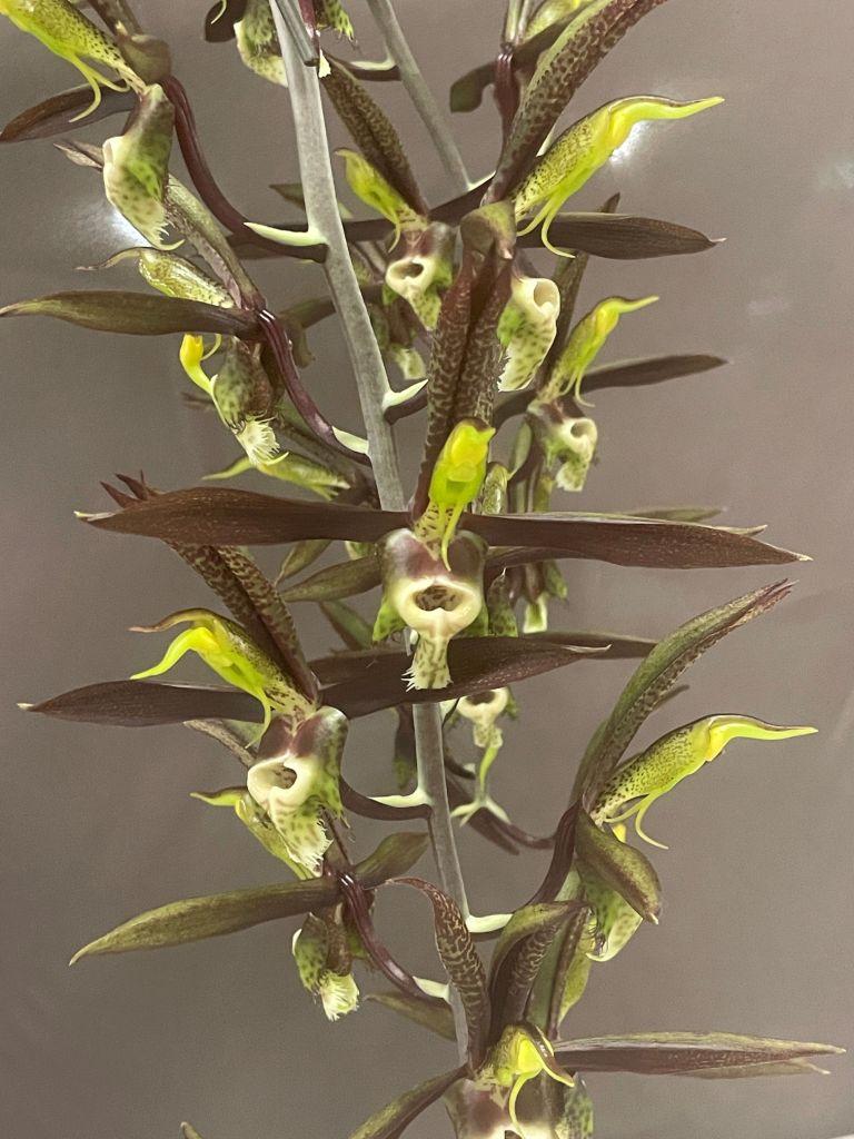 Catasetum saccatum