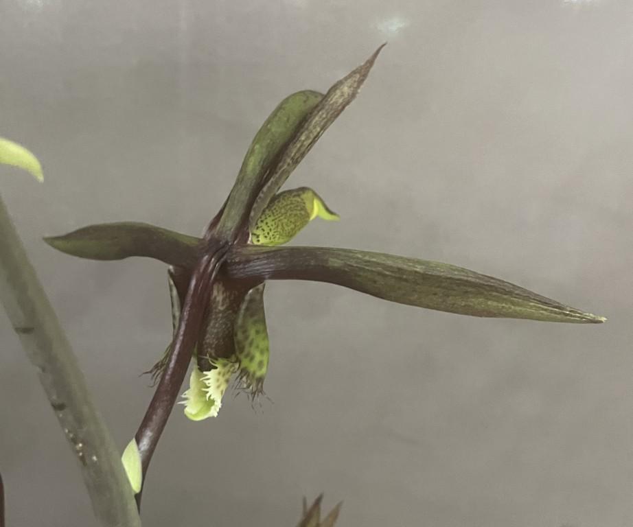 Catasetum saccatum - photo 2