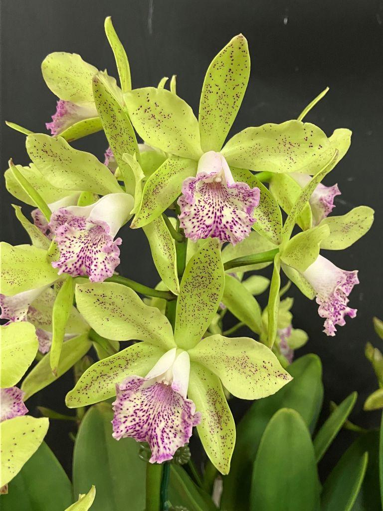 Rhynchobrassoleya Deception Tang - photo 2