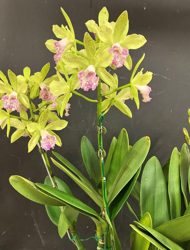 Rhynchobrassoleya Deception Tang