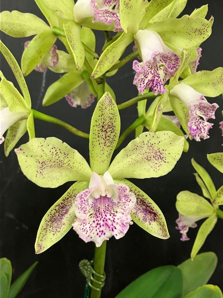 Rhynchobrassoleya Deception Tang - photo 2