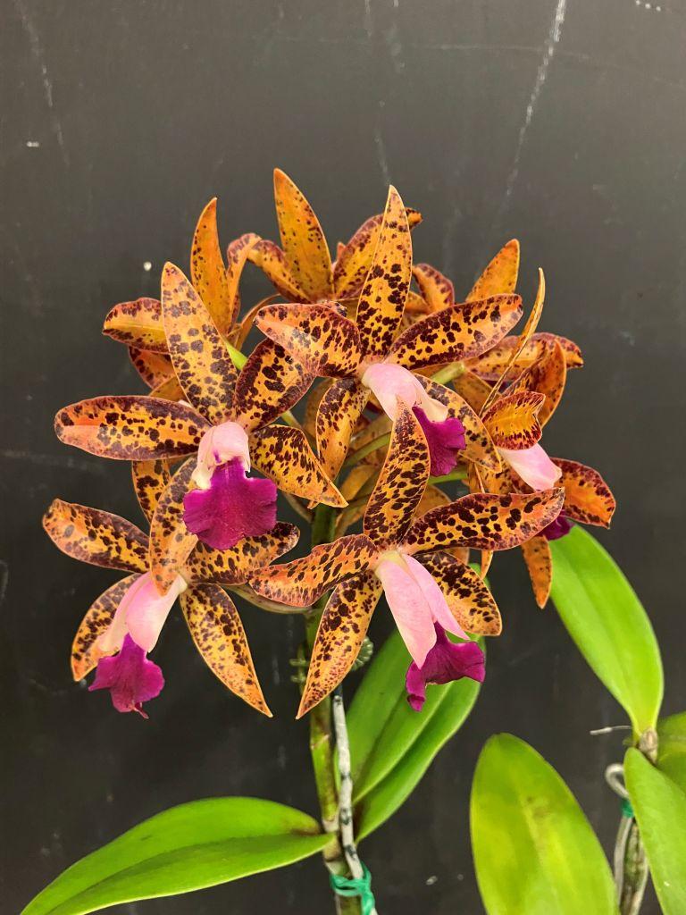 Cattlianthe Caudetapp - photo 2
