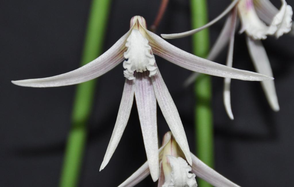 Den Amphion Axios 'Beres'