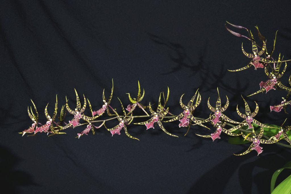 Arundina Sea Snake - photo 2