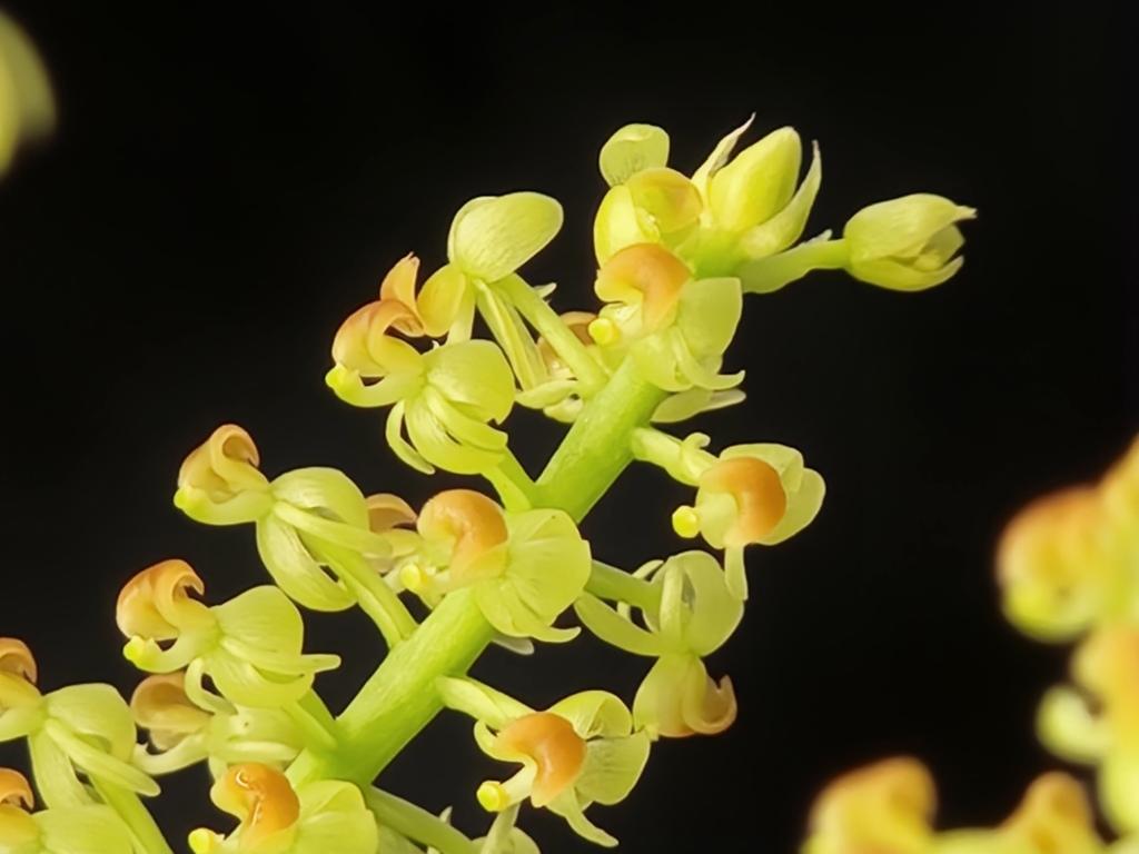 Liparis condylobulbon