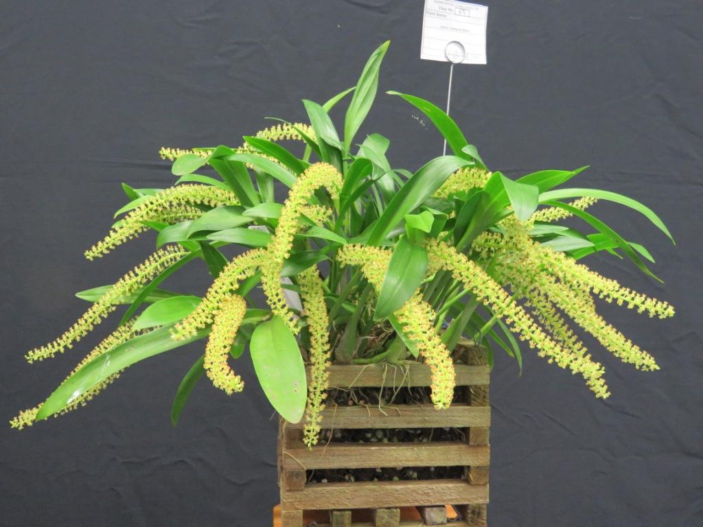 Liparis condylobulbon - photo 2