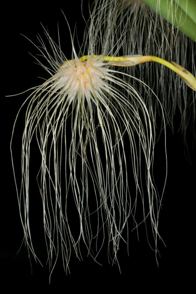 Bulbophyllum medusae