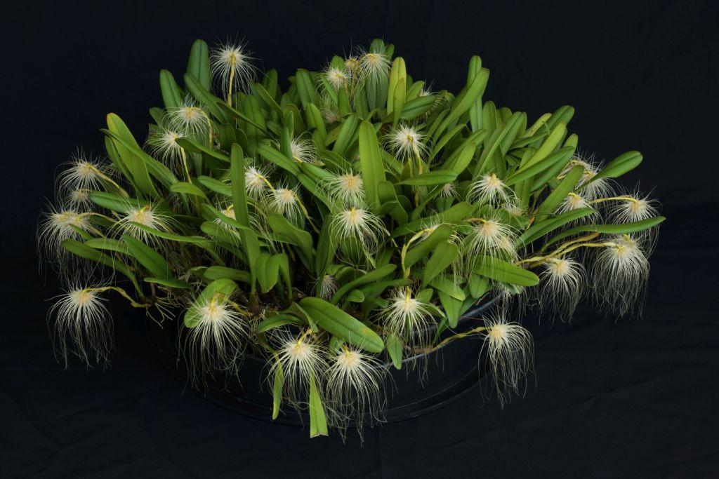 Bulbophyllum medusae - photo 2