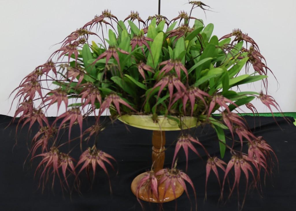 Bulb Lovely Elizabeth