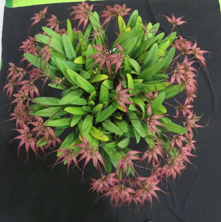 Bulbophyllum Lovely Elizabeth - photo 2