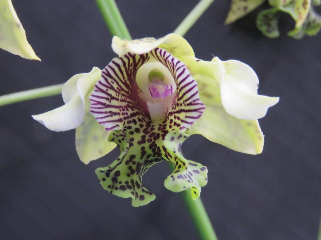 Den Goldenglow Queen