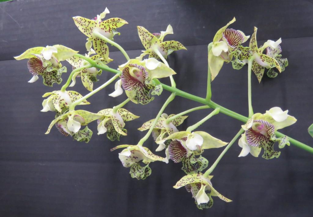 Dendrobium Goldenglow Queen - photo 2