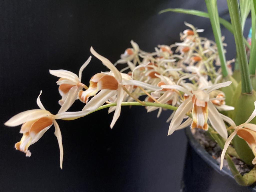 Coelogyne trinervis 'Nathaniel's Surprise'