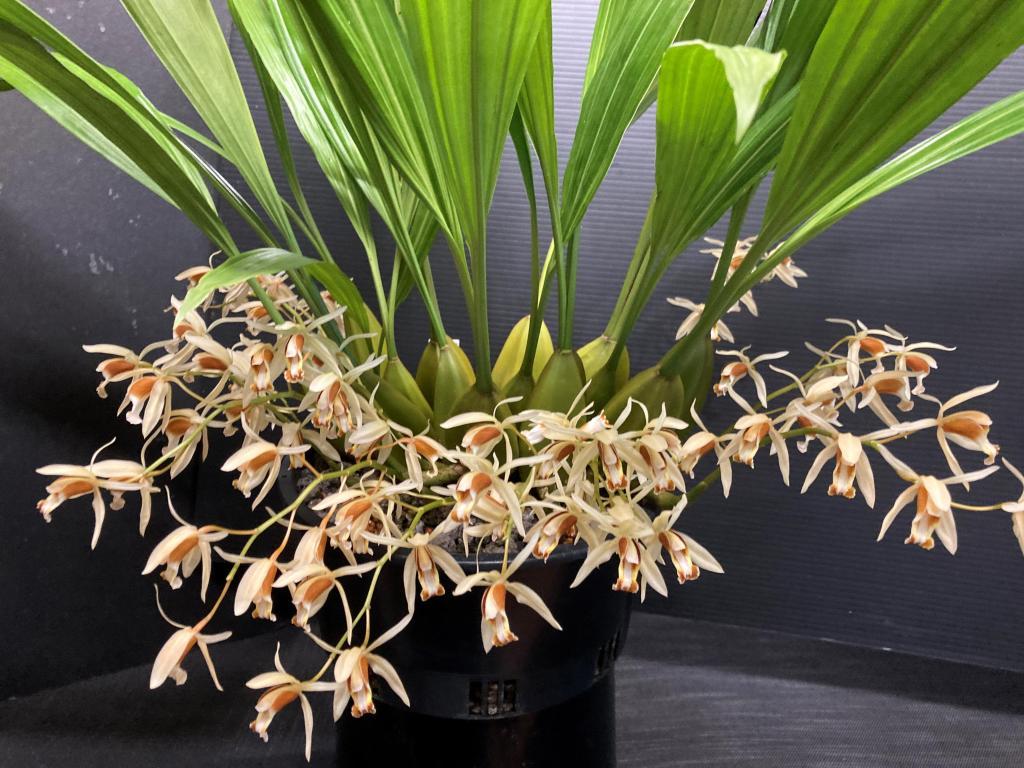 Ceologyne trinervis 'Nathaniel's Surprise