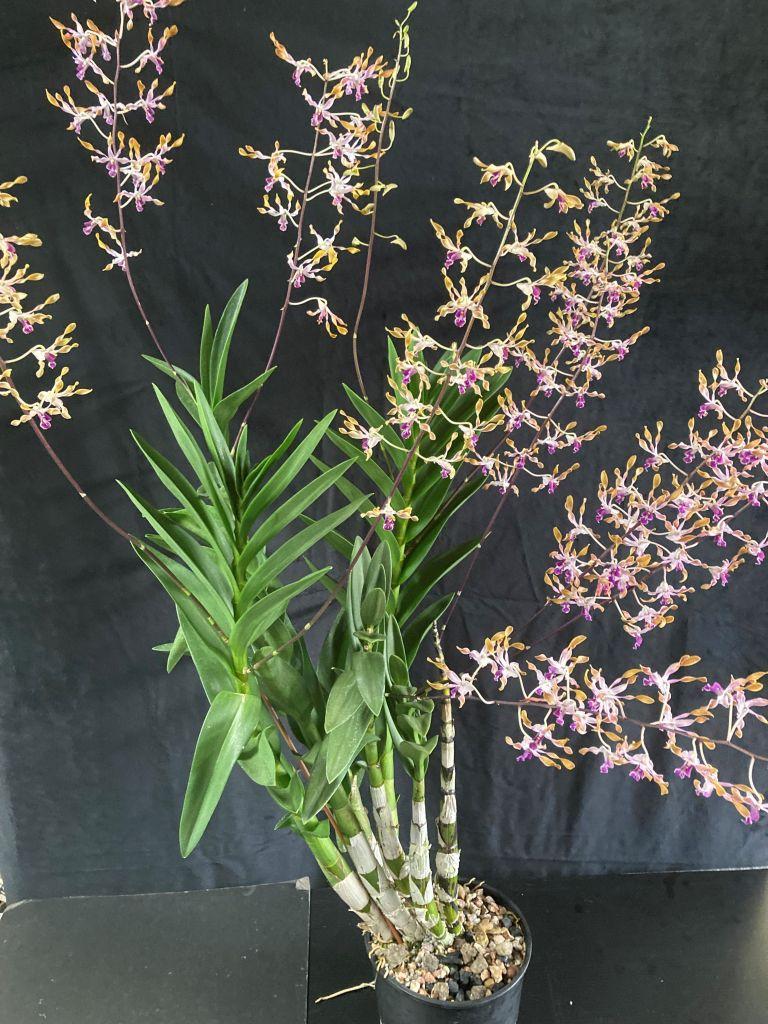 Dendrobium Adrian Lonne - photo 2