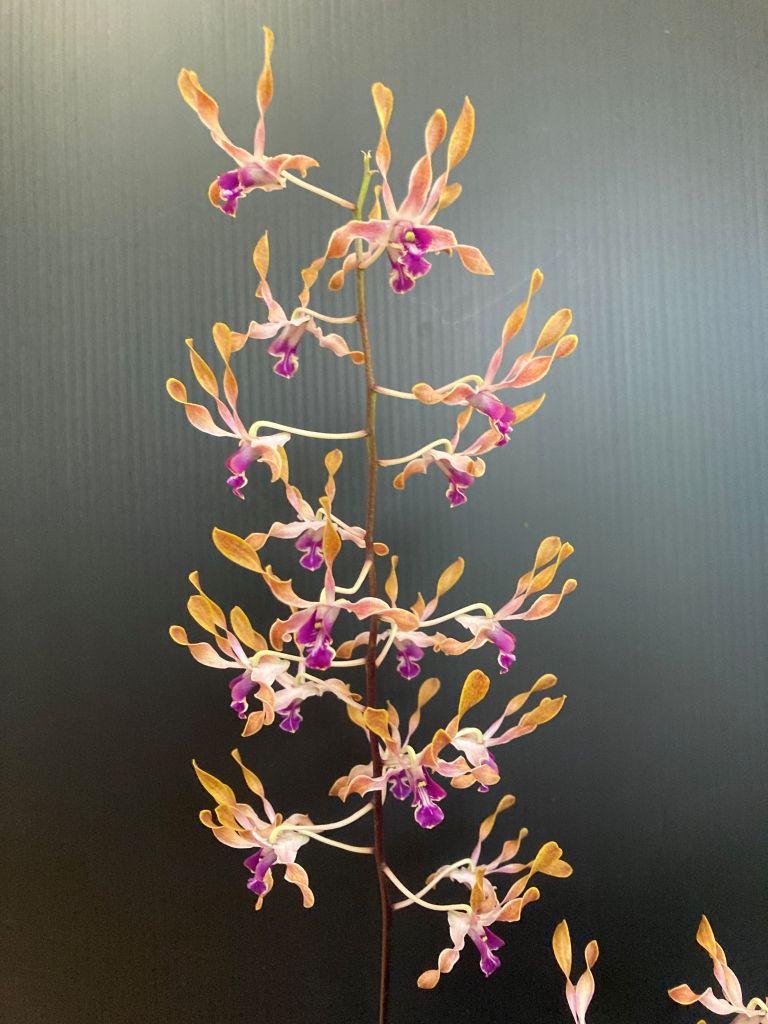 Dendrobium Adrian Lonne - photo 2