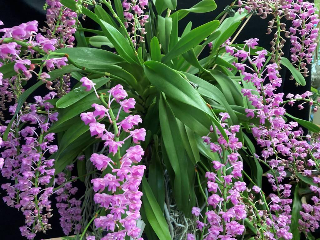 Aerides quinquevulnera