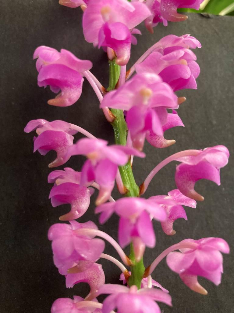 Aerides quinquevulnera - photo 2