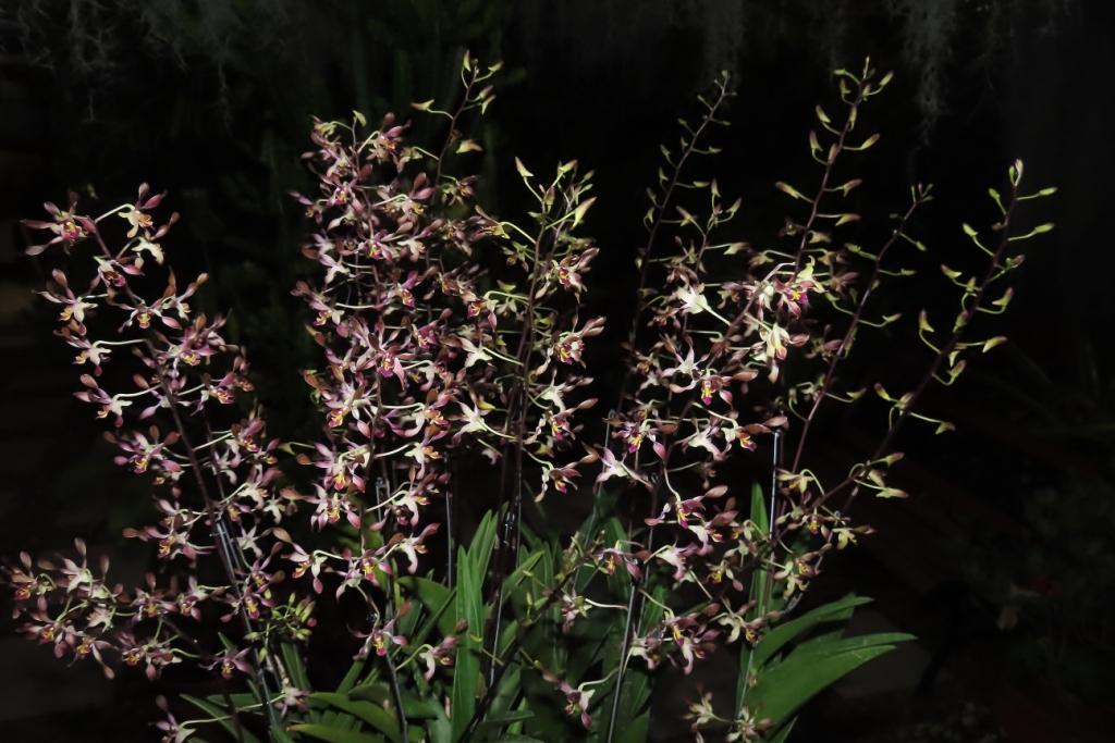 Dendrobium Tsiku Jesulin - photo 2