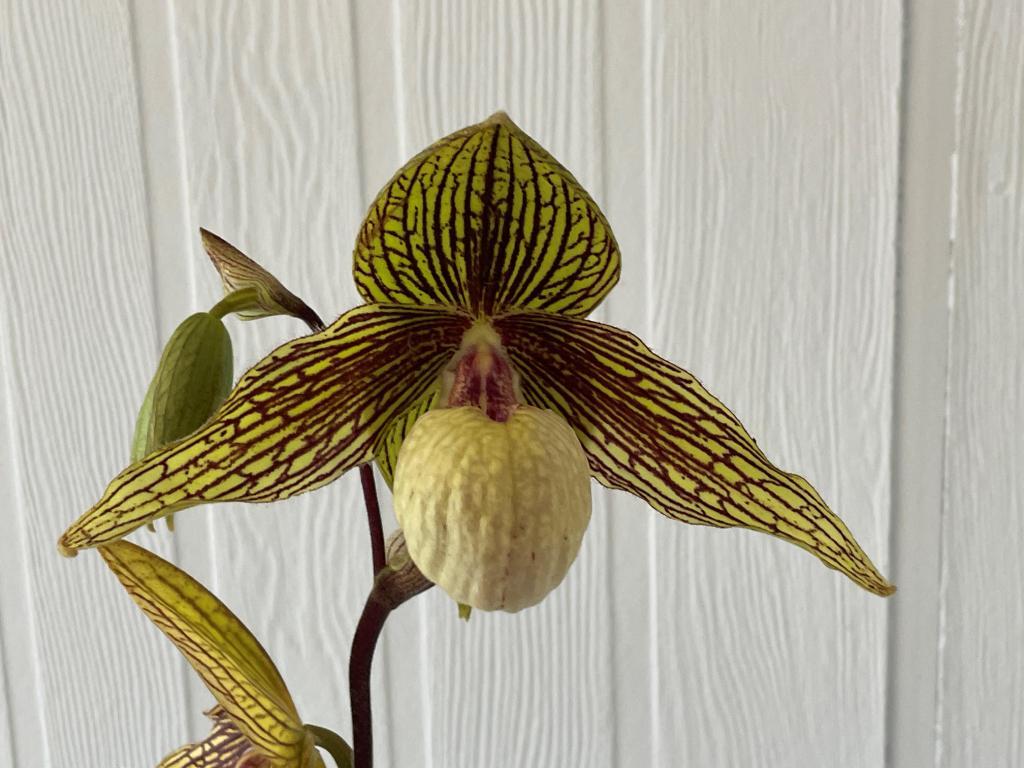 Paph Harold Koopowitz