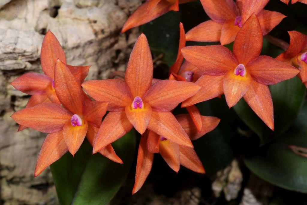 Cattleya cernua - photo 2