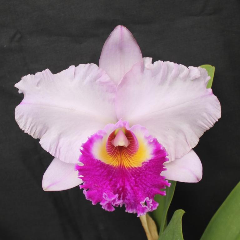 Rlc Paradise First Love