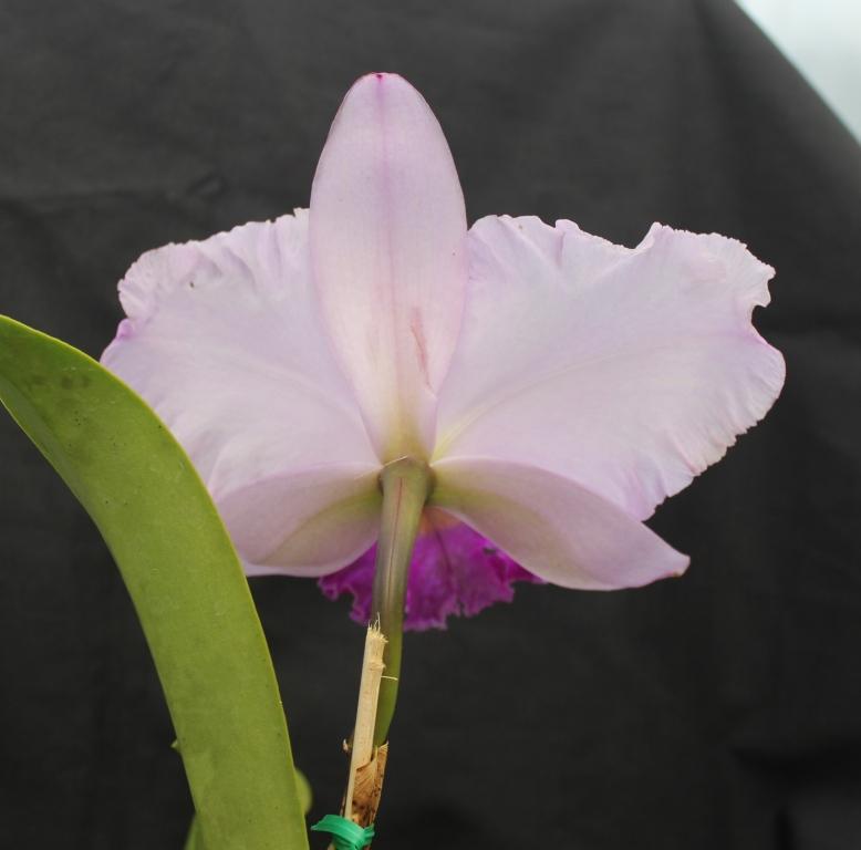 Rhyncholaeliocattleya Paradise First Love - photo 2