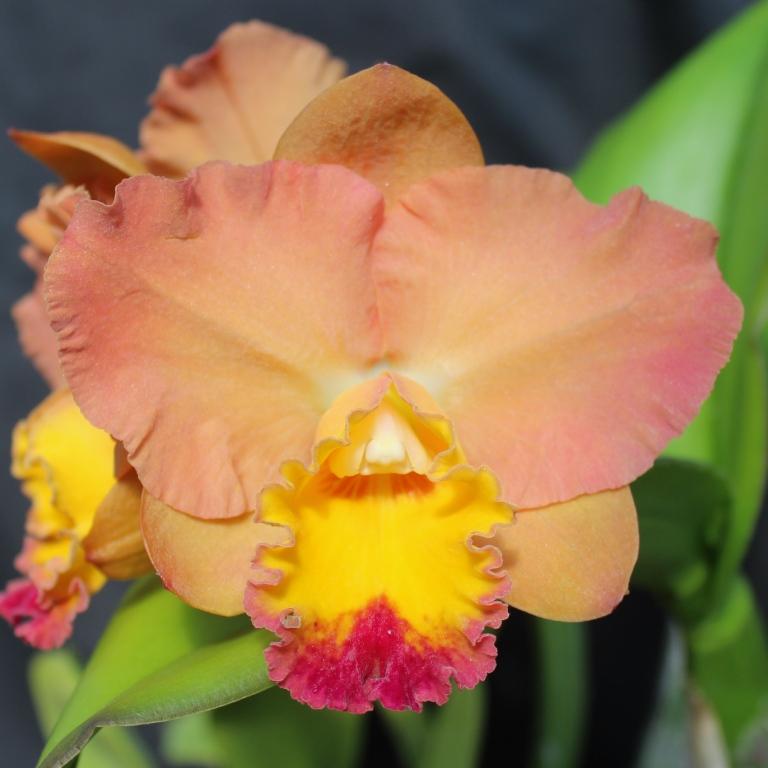 Rth Napp's Tradition