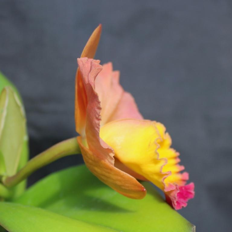 Rhyncattleanthe Napp's Tradition - photo 2