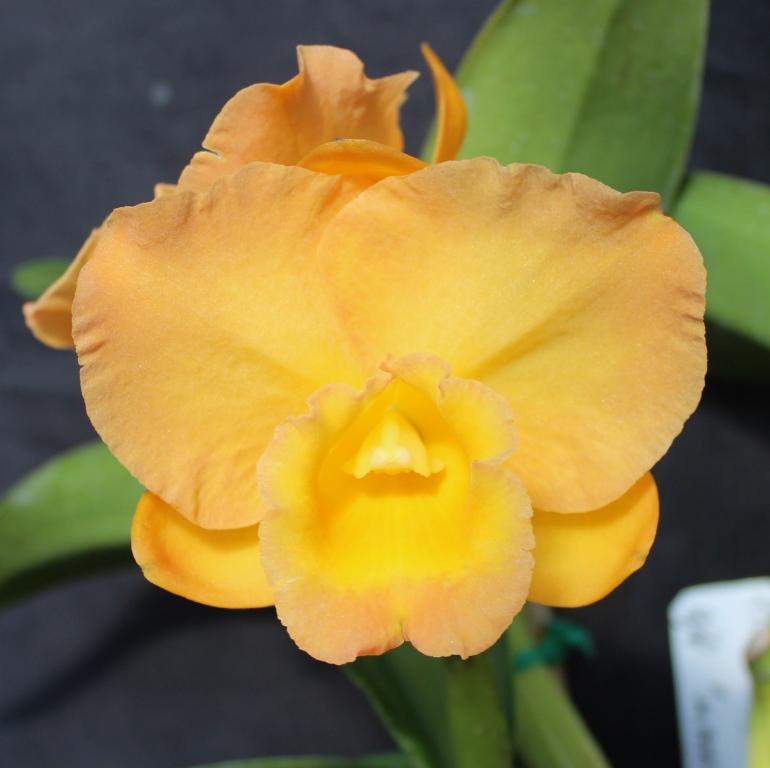 Rth Napp's Tradition