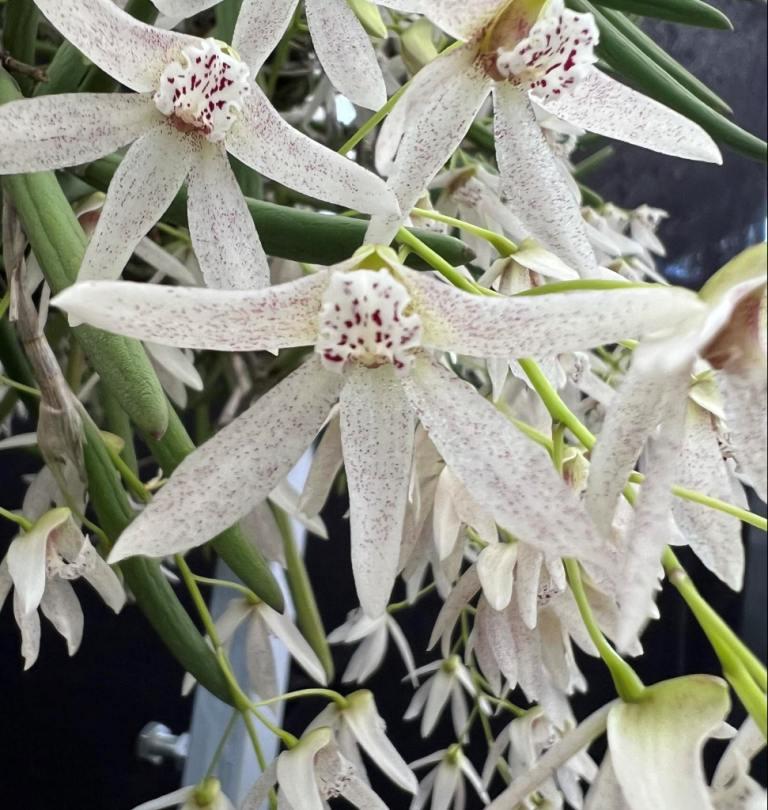 Dendrobium Jungle Juice - photo 2