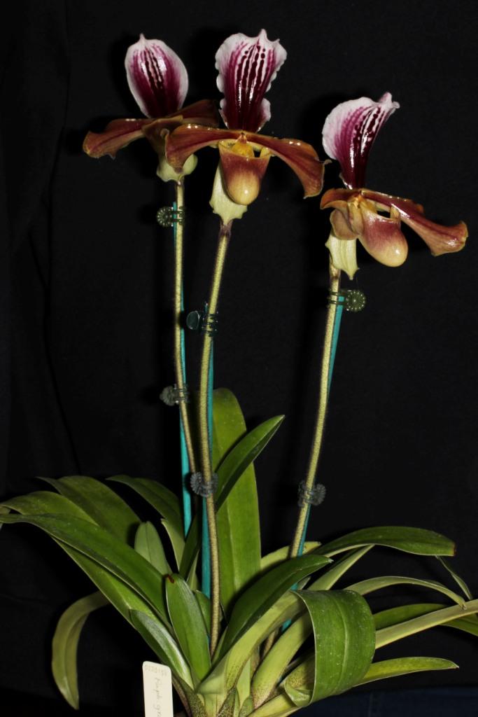 Paphiopedilum villosum var. villosum - photo 2