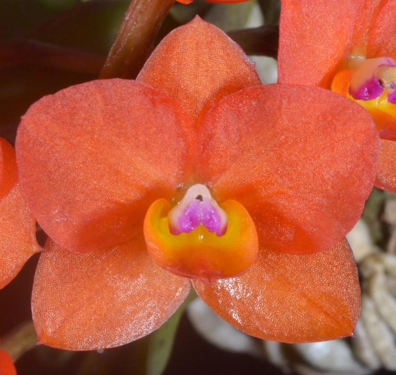 Cattleya cernua