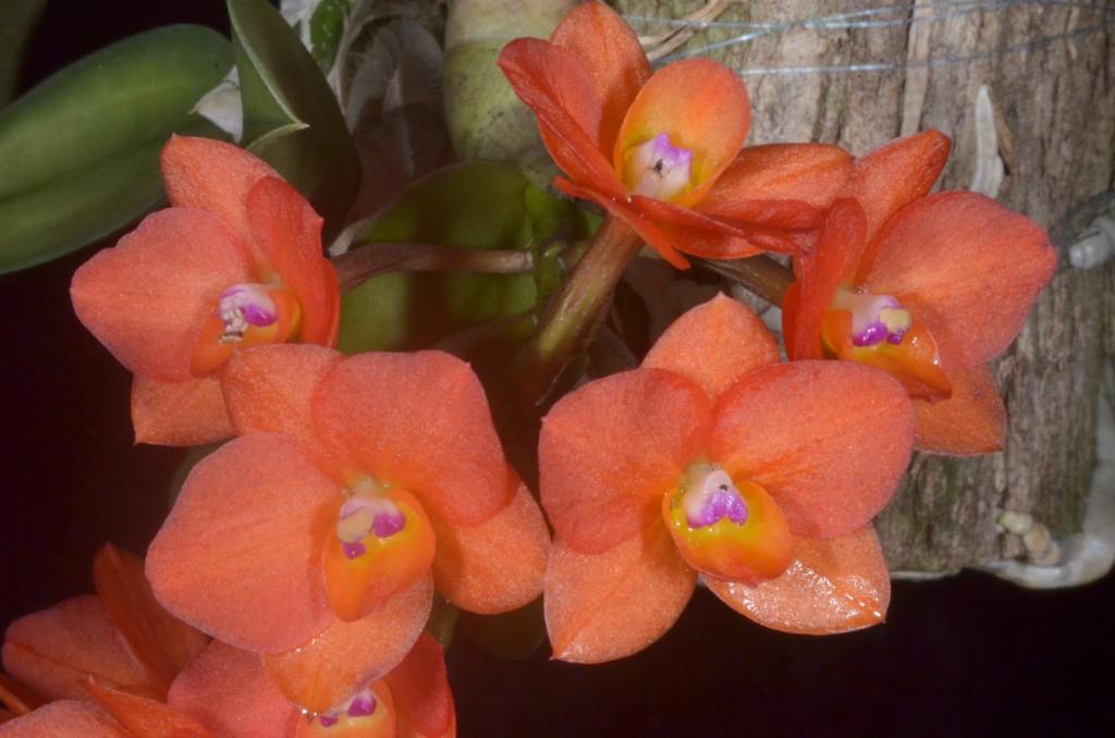 Cattleya cernua - photo 2