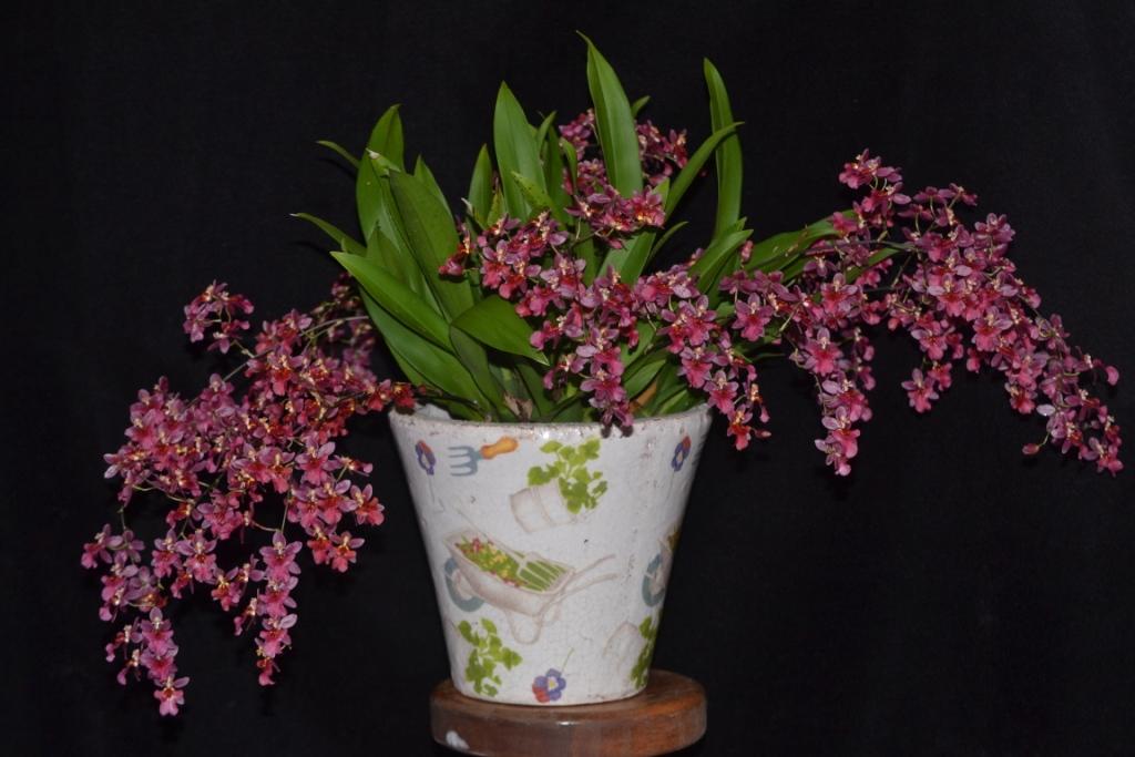 Oncostele Possum Woolf - photo 2