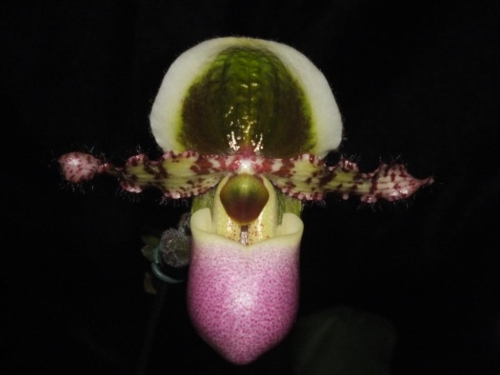 Paphiopedilum liemianum
