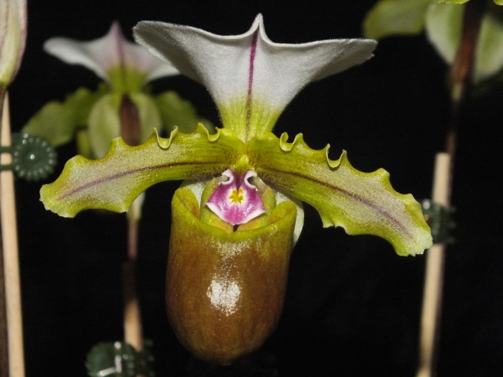 Paphiopedilum spicerianum