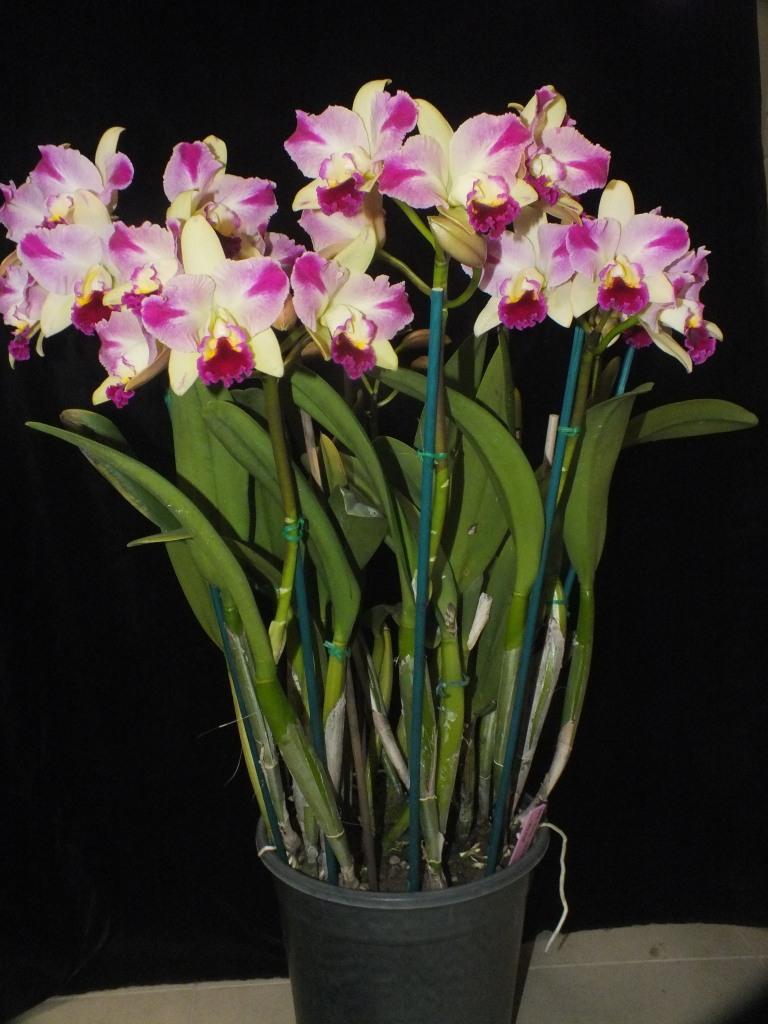 Rth Topaz Celebration