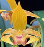 Bulb Wilmar Galaxy Star