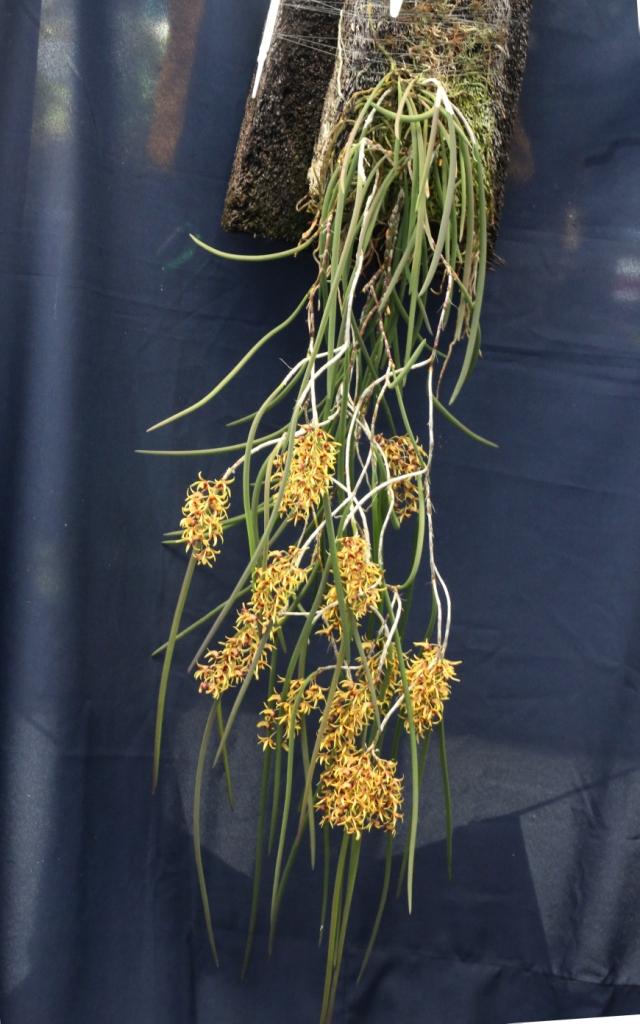 Dendrobium contextum